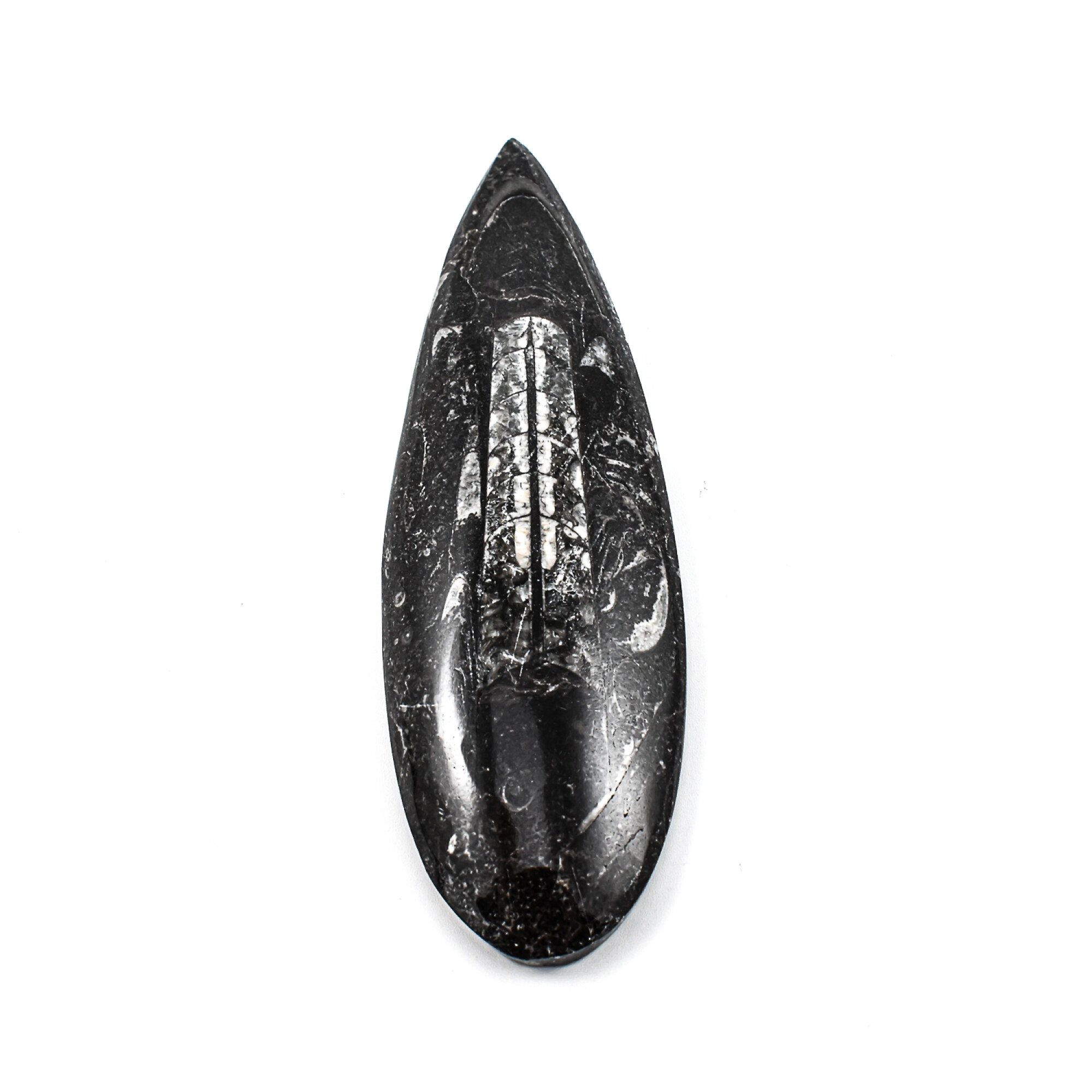 Orthoceras