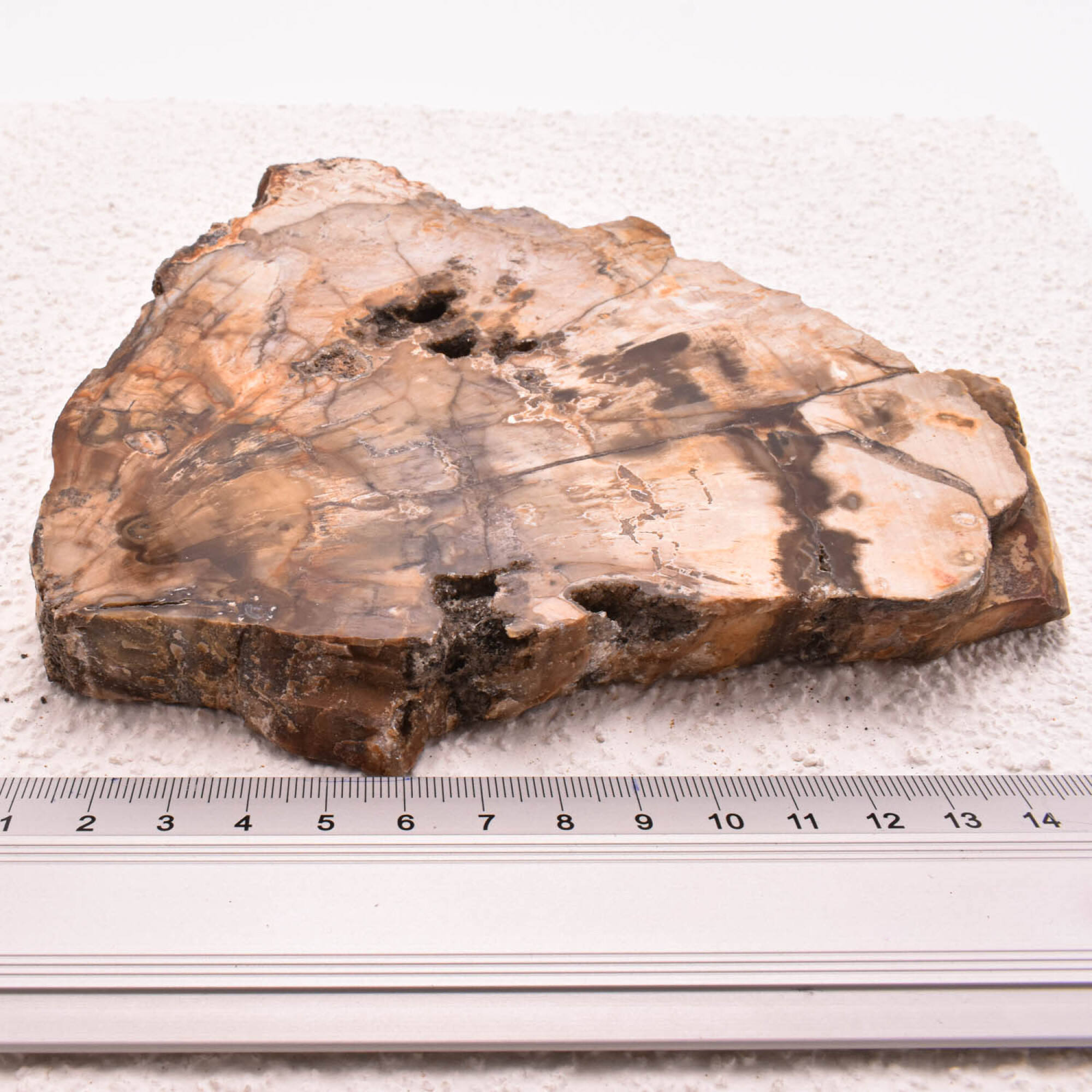 Lemn pietrificat de Madagascar 