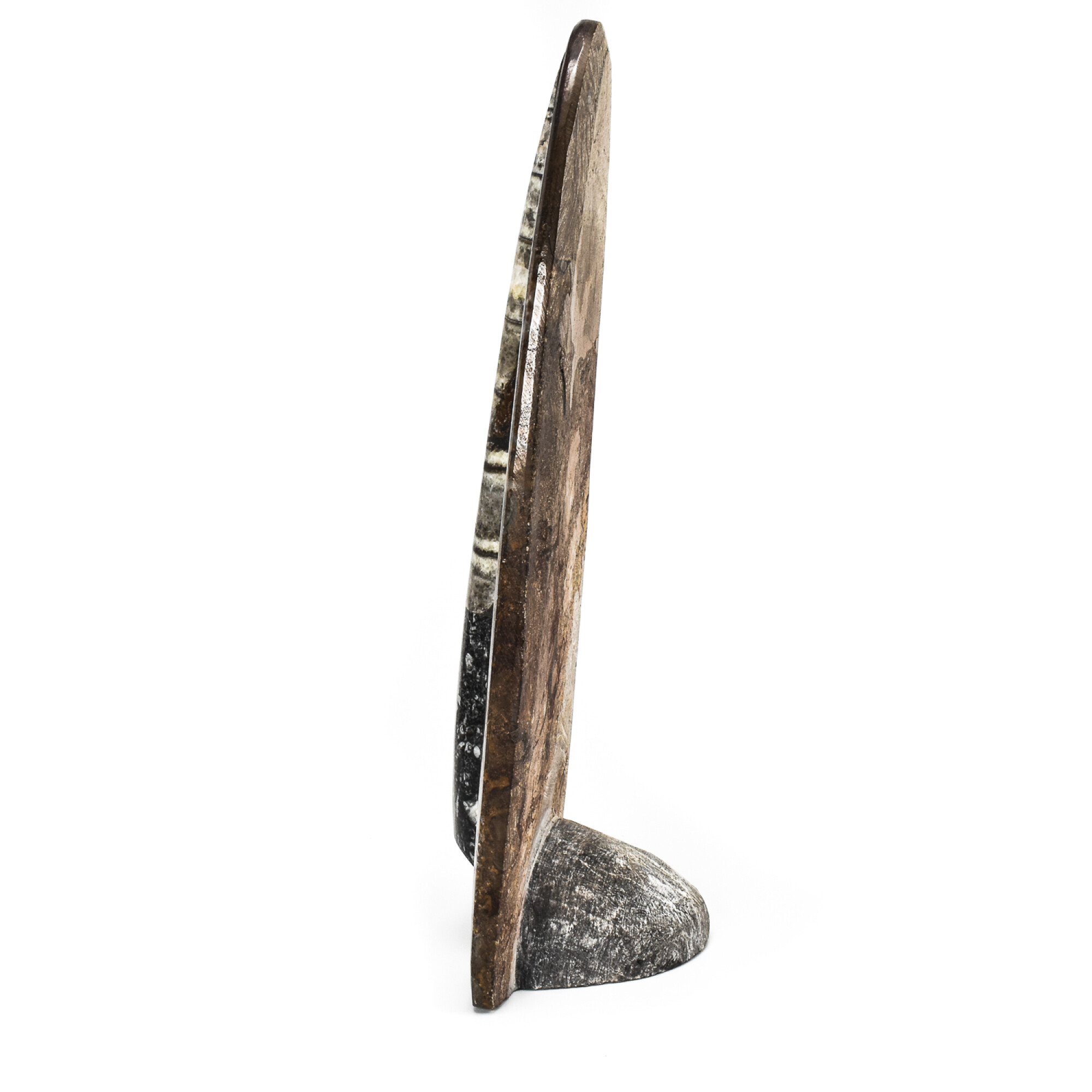 Orthoceras