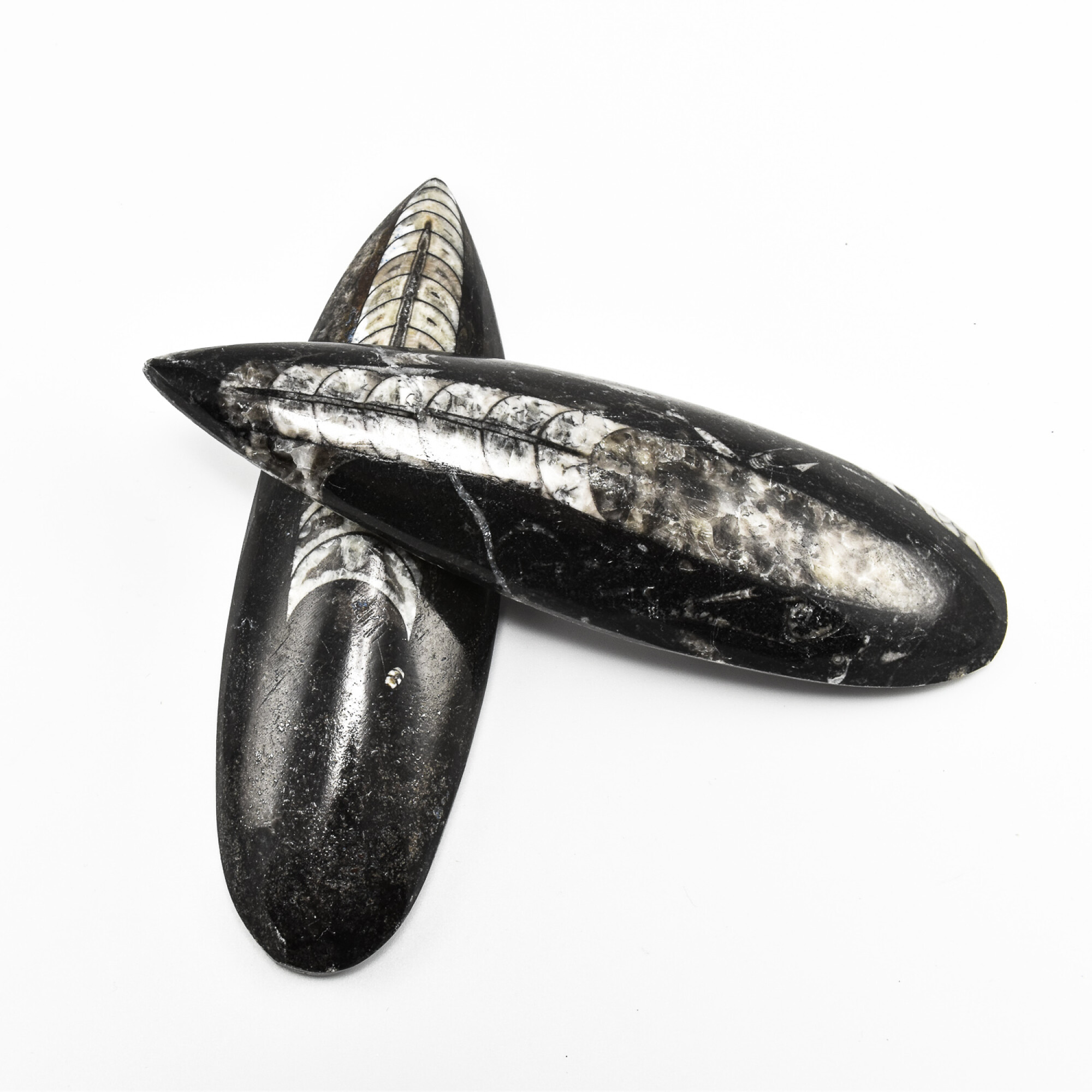 Orthoceras