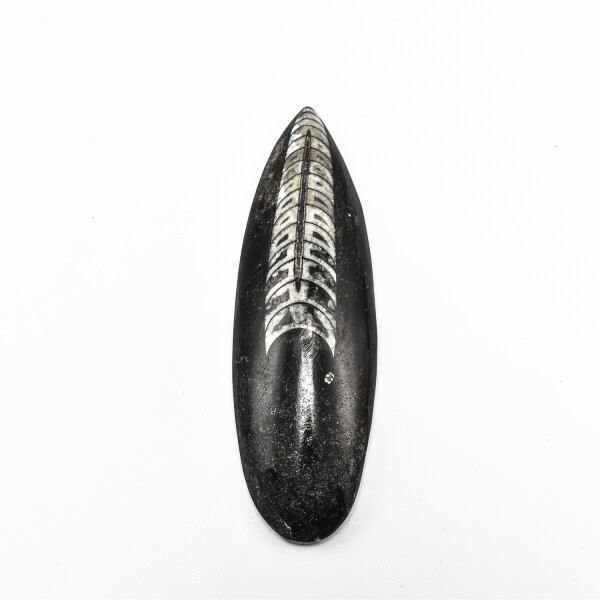 Orthoceras