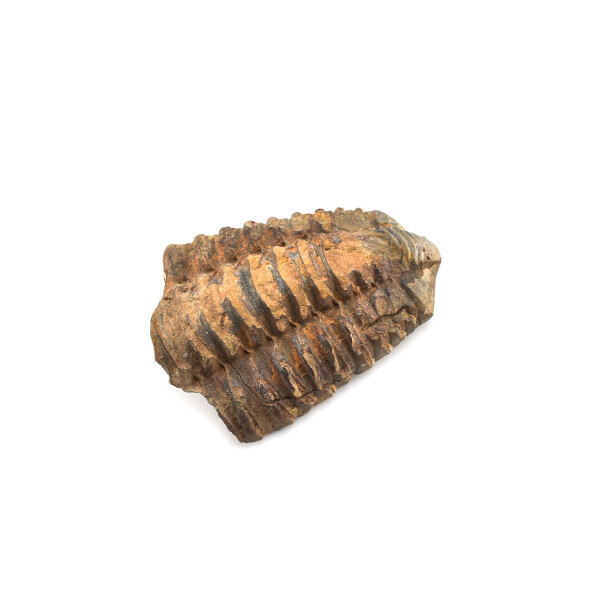 Trilobit