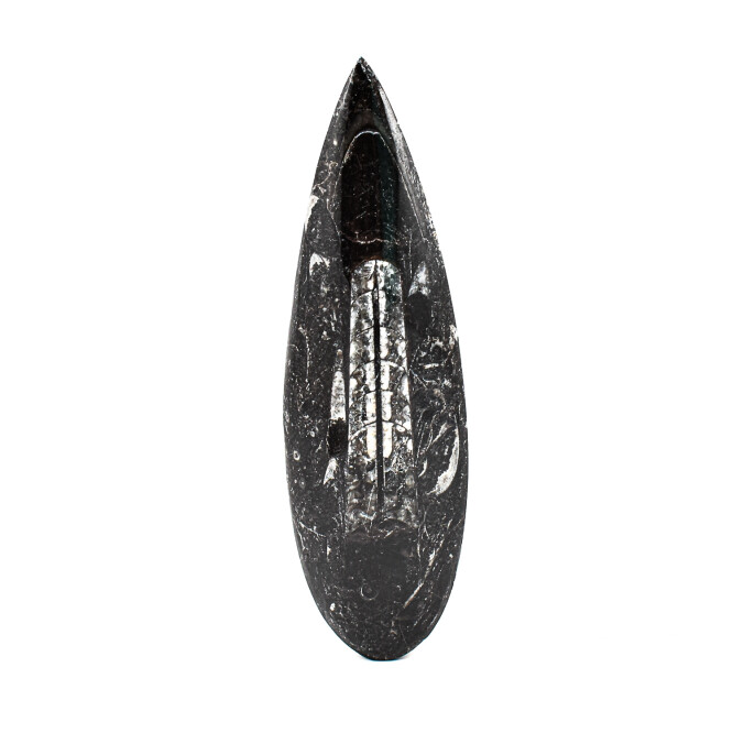 Orthoceras