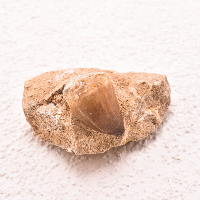Dinte Mosasaur