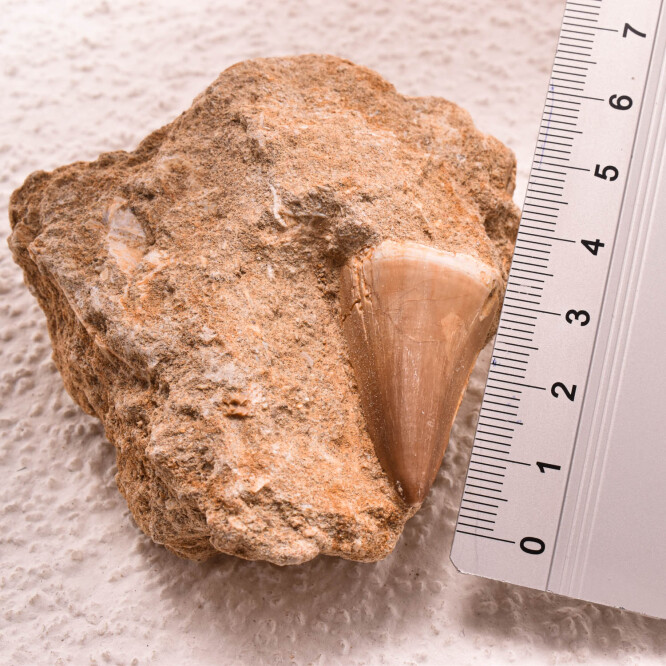 Dinte Mosasaur