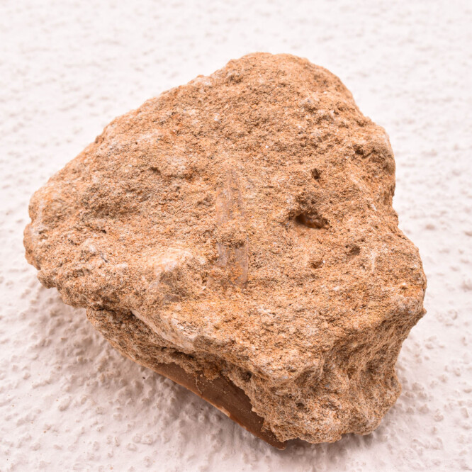Dinte Mosasaur
