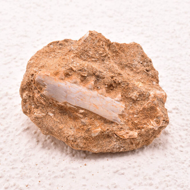 Dinte Mosasaur
