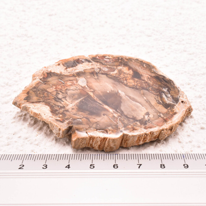 Lemn pietrificat de Madagascar 