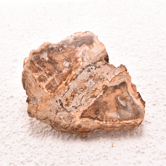 Lemn pietrificat de Madagascar 