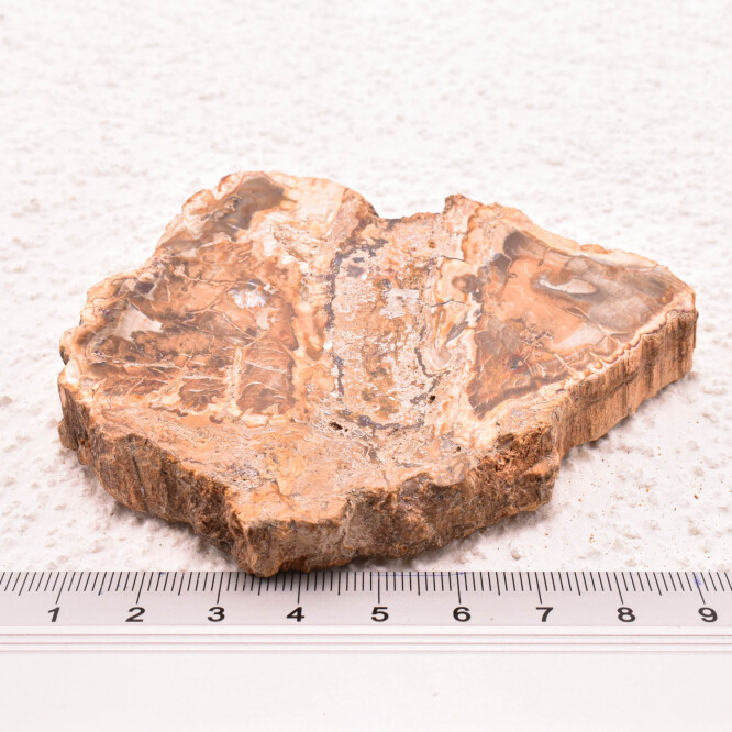 Lemn pietrificat de Madagascar 
