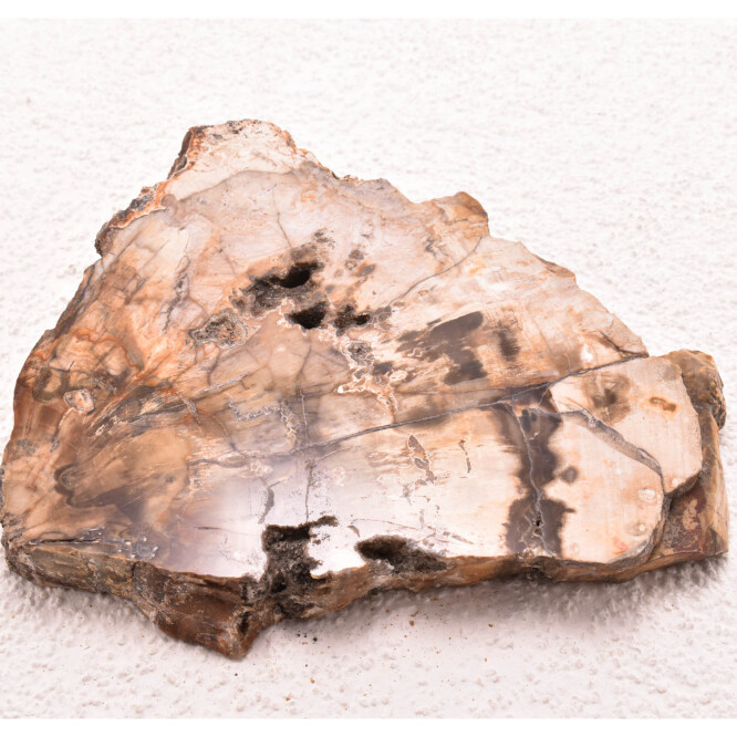 Lemn pietrificat de Madagascar 