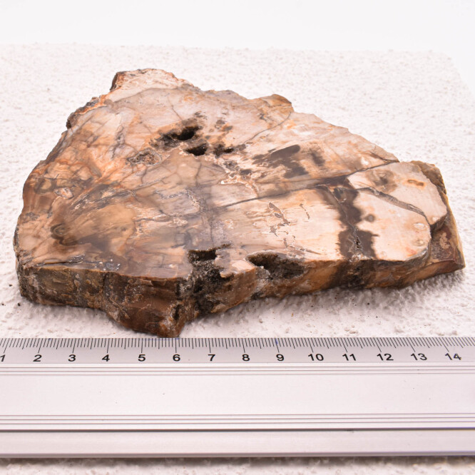 Lemn pietrificat de Madagascar 