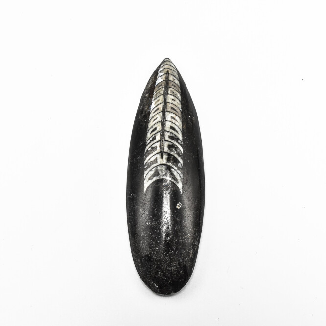 Orthoceras