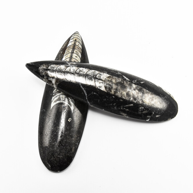 Orthoceras